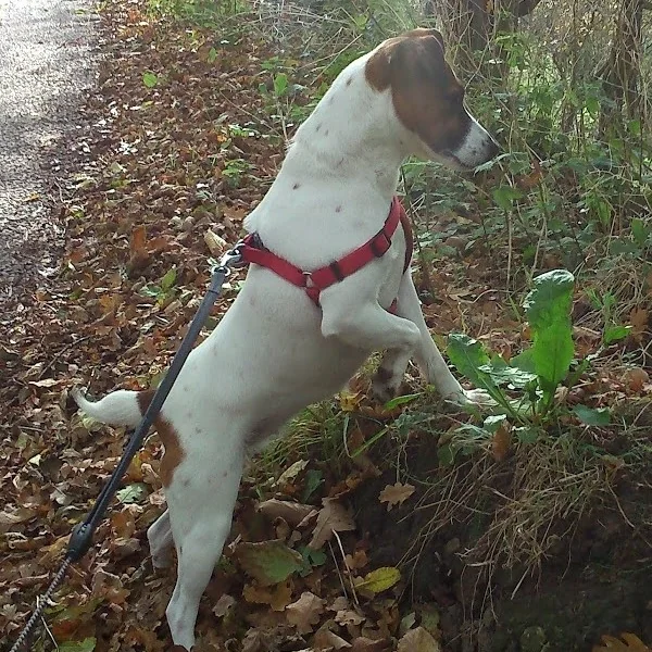 A white and tan terrier in a red harness, on a lead, looking into the undergrowth on an autumn woodland walk
